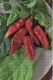 Naga Morich F.1 | 100 szem | paprika vetőmag