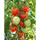 Tomatoberry | 100 szem | koktél paradicsom vetőmag